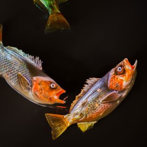 Keramiske fisk i pop up-udstillingen 'Klimaekspeditionen'.